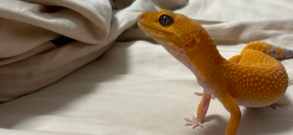 Я полгода живу с эублефаром Никой и потратила на ее содержание 41 404 ₽