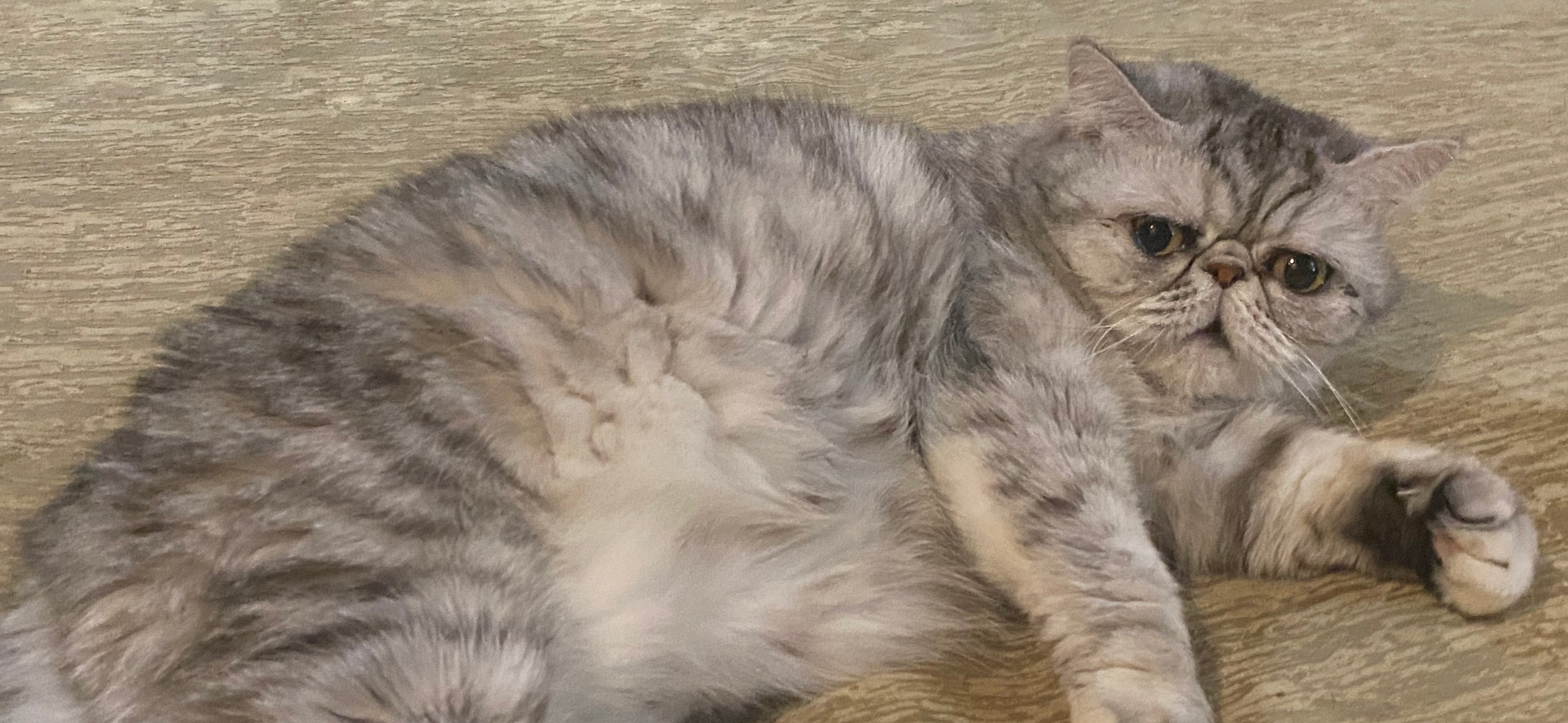 Моя дочь забрала с улицы экзотическую кошку Бобу, и она живет с нами уже 12 лет