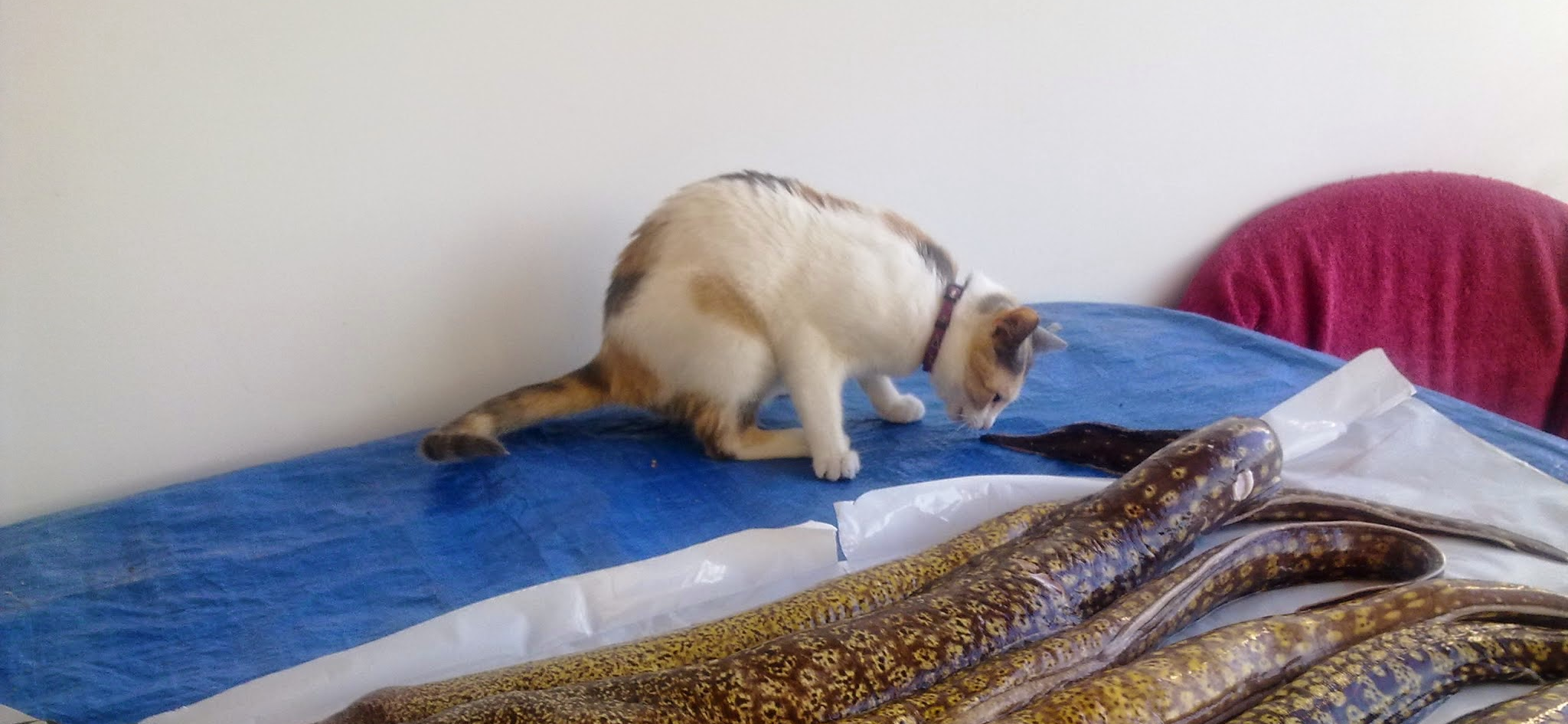 Что я ем после переезда в Грецию