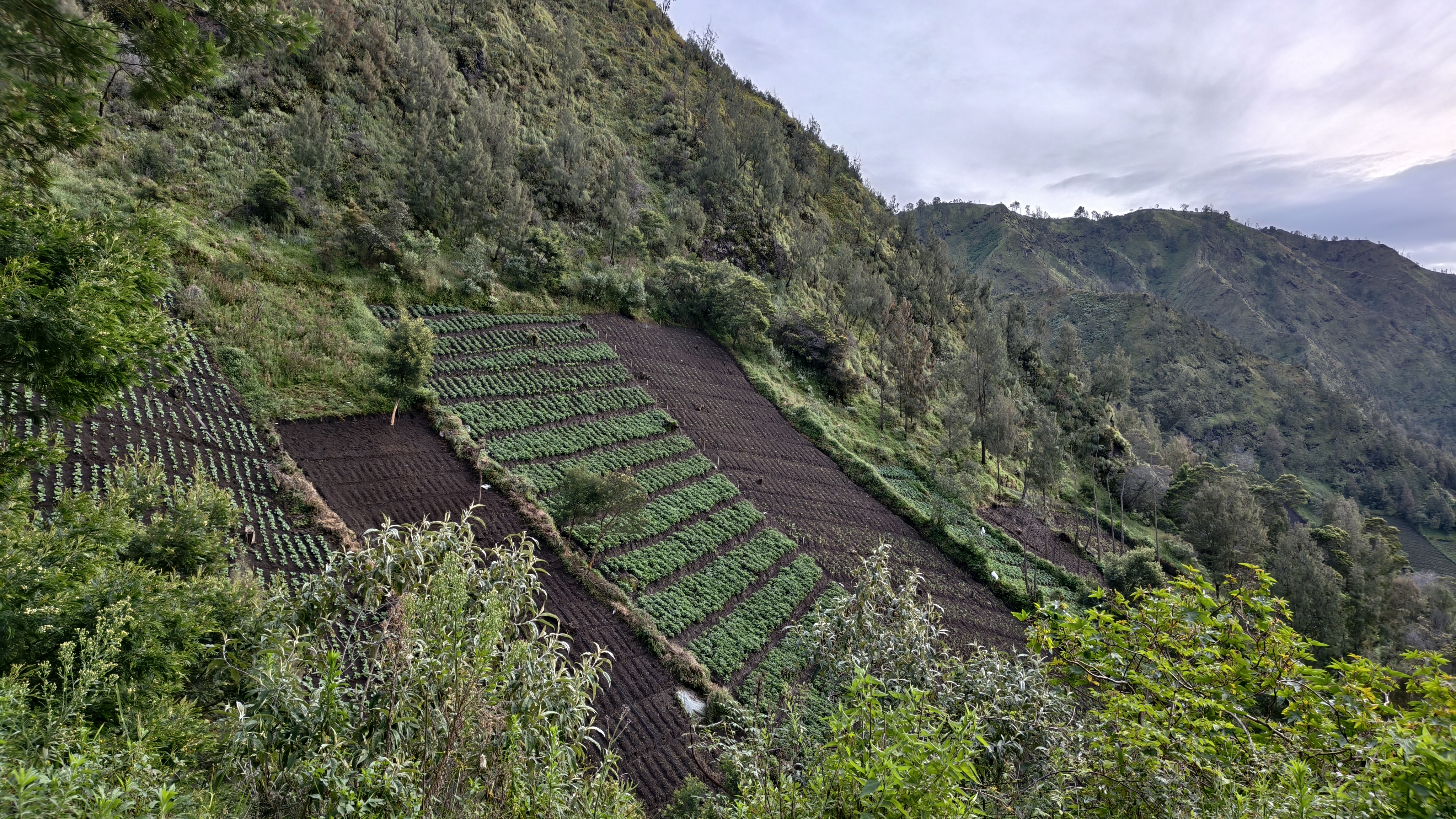 Вертикальные грядки