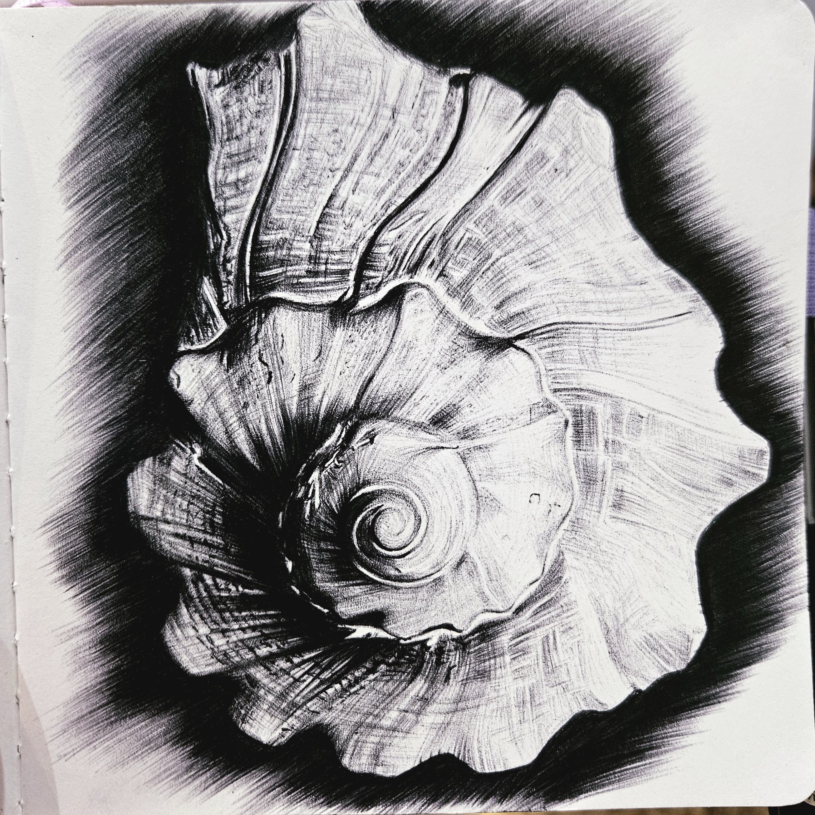 Мой рисунок: ракушка в стиле фотореализма