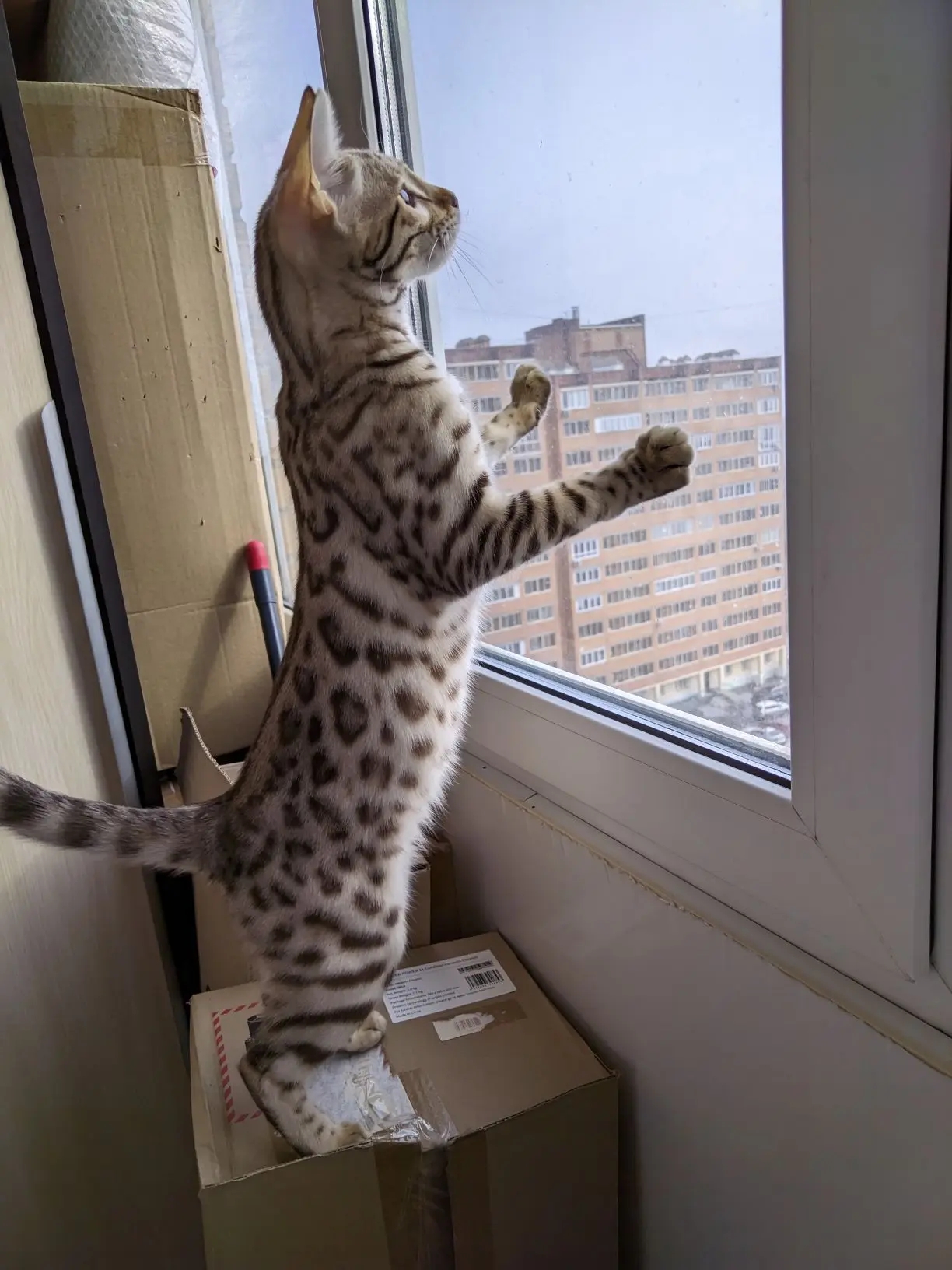 Это чей пух, где птички?