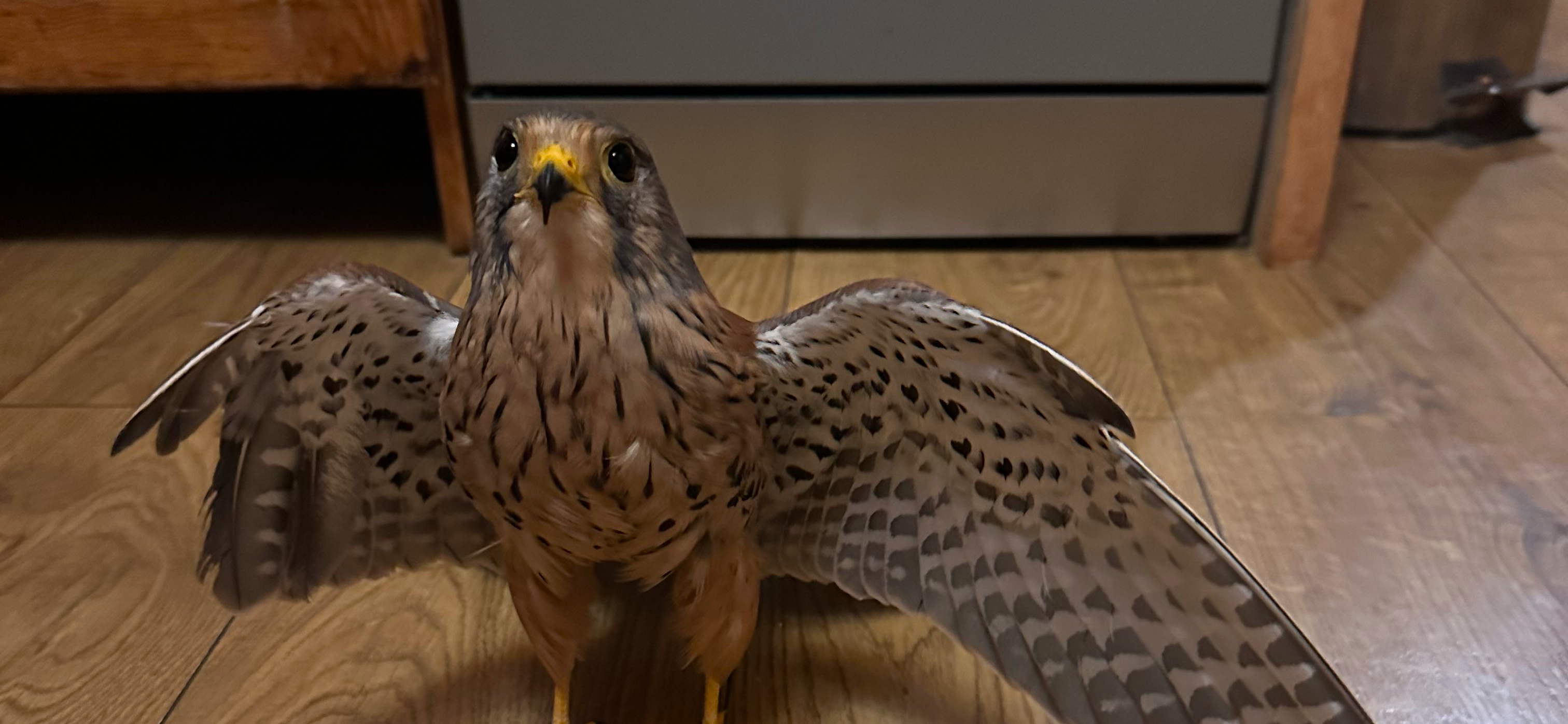 Фото питомца: сокол Пуся отказывается лечиться