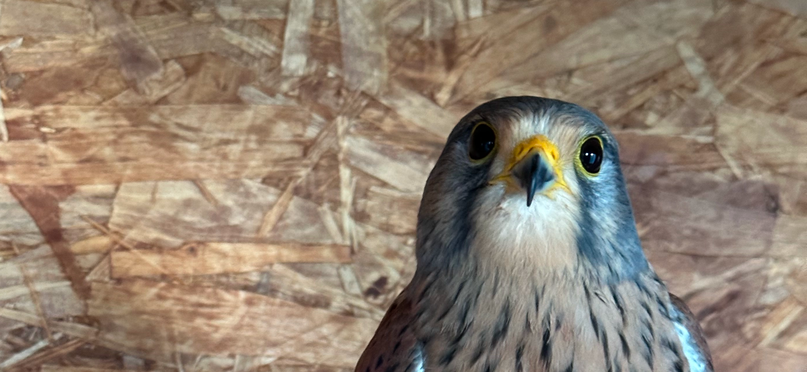 Мы живем с соколом Пусей и тратим на его содержание от 70 000 до 80 000 ₽