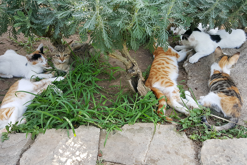 Турция — страна кошек. В скверах около набережной для них устроены домики. За кошками ухаживают сотрудники социальной службы
