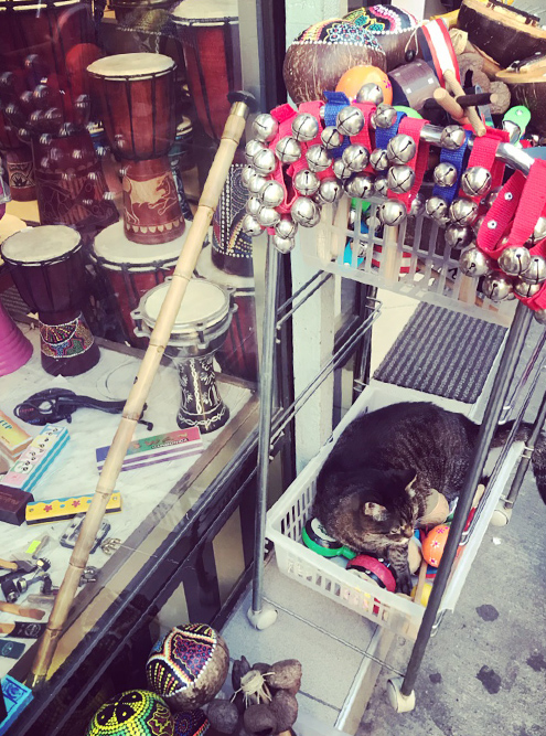 И даже музыкальные магазины не обходятся без кошек. В Турции они повсюду