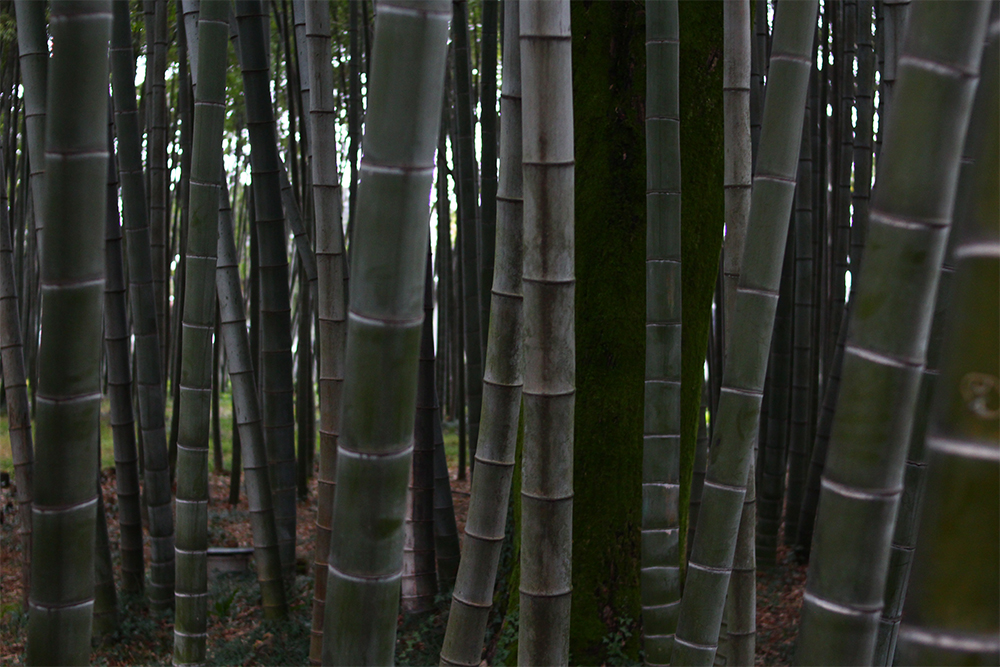 Зайти в бамбуковую рощу нельзя, но получится сфотографироваться на ее фоне