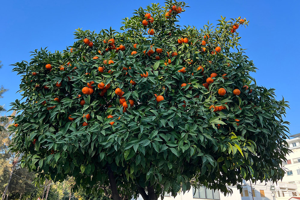 Срывать спелые мандарины с дерева — одно из самых ярких впечатлений от Кипра. Но на частных плантациях так делать не стоит