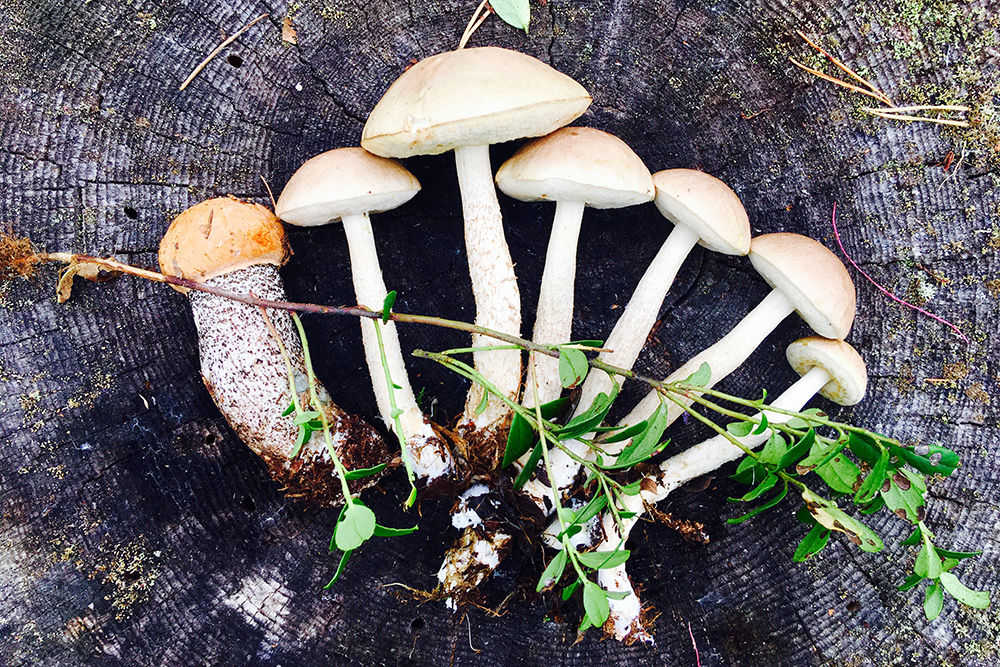 Один подосиновик и шесть подберезовиков, которые я нашел во время обычной прогулки по лесу недалеко от деревни в Финляндии, — я не знал специальных грибных мест