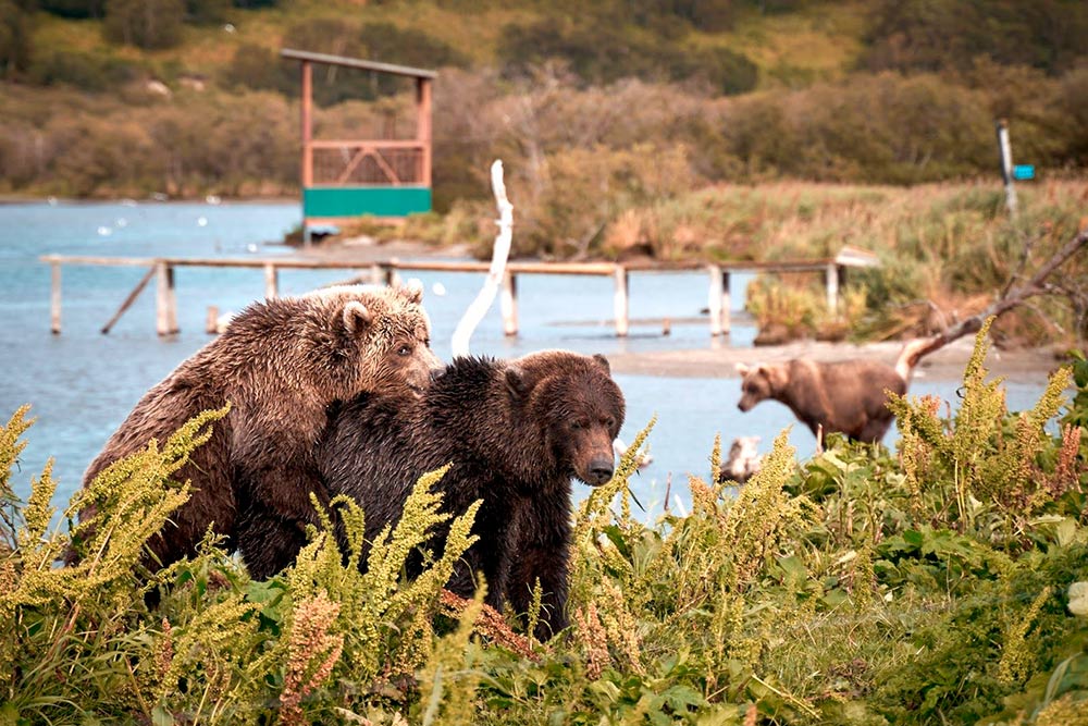 Медведи на Курильском озере привыкли к людям и не стесняются их. Фото: Эрнест Леонидов