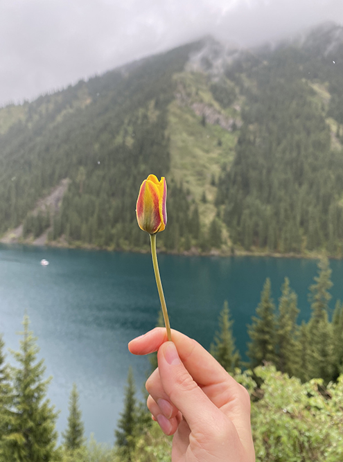 В мае в горах цветут тюльпаны