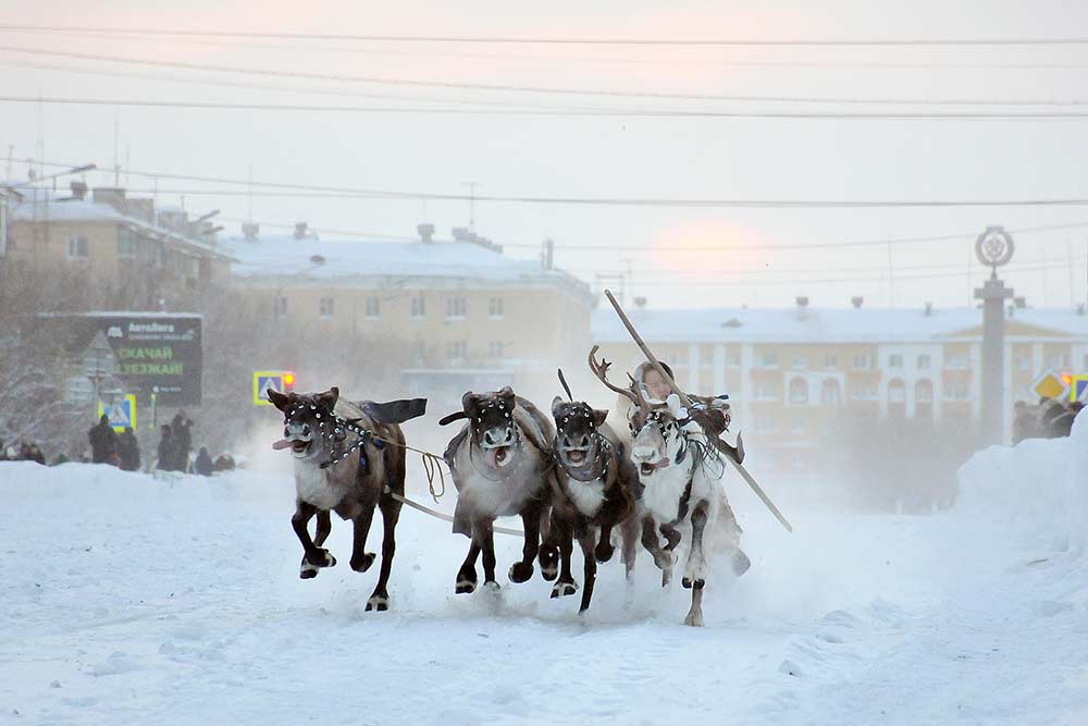 Гонки на оленьих упряжках проводят прямо в городе, для чего на несколько дней перекрывают одну из центральных улиц. Фото: Владимир Юрлов