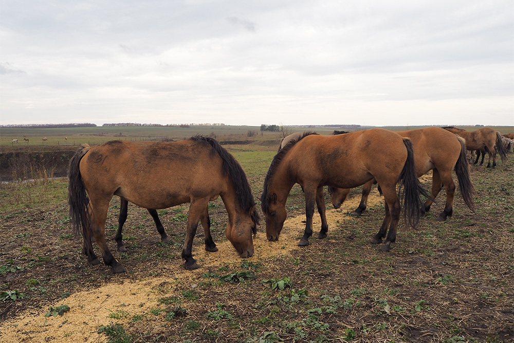 Лошади не живут в конюшнях, а пасутся на лугах. Зимой и осенью их подкармливают работники парка