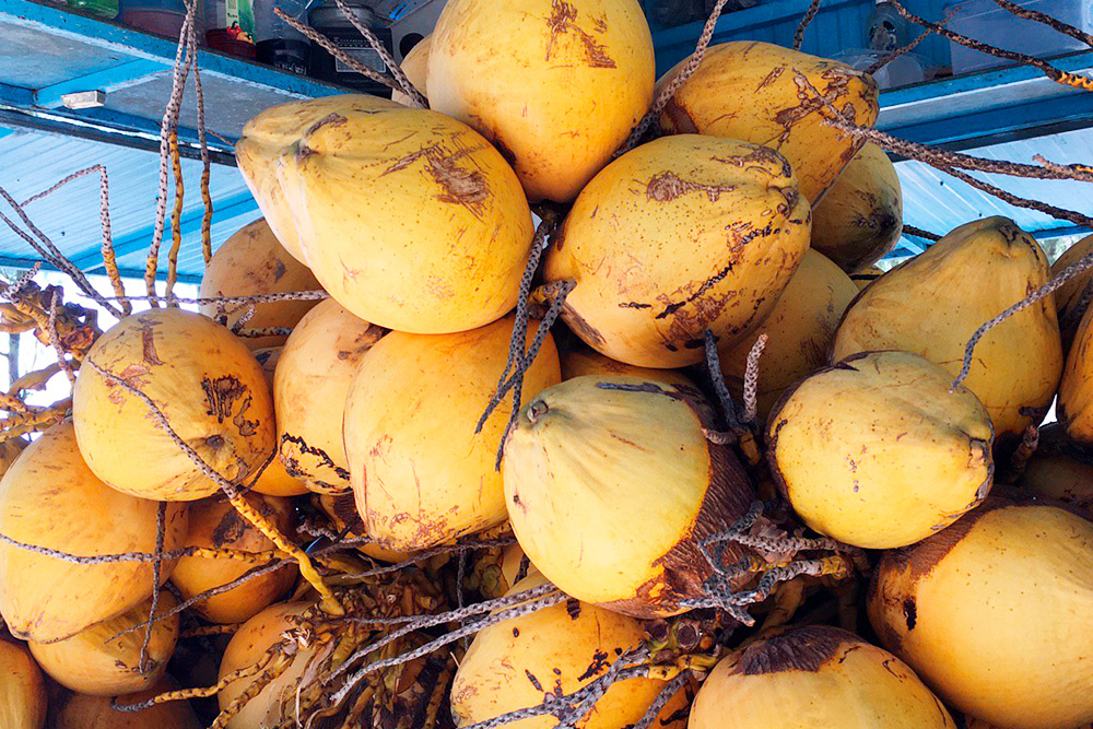 Гигантские питьевые кокосы на пляже Мон-Шуази