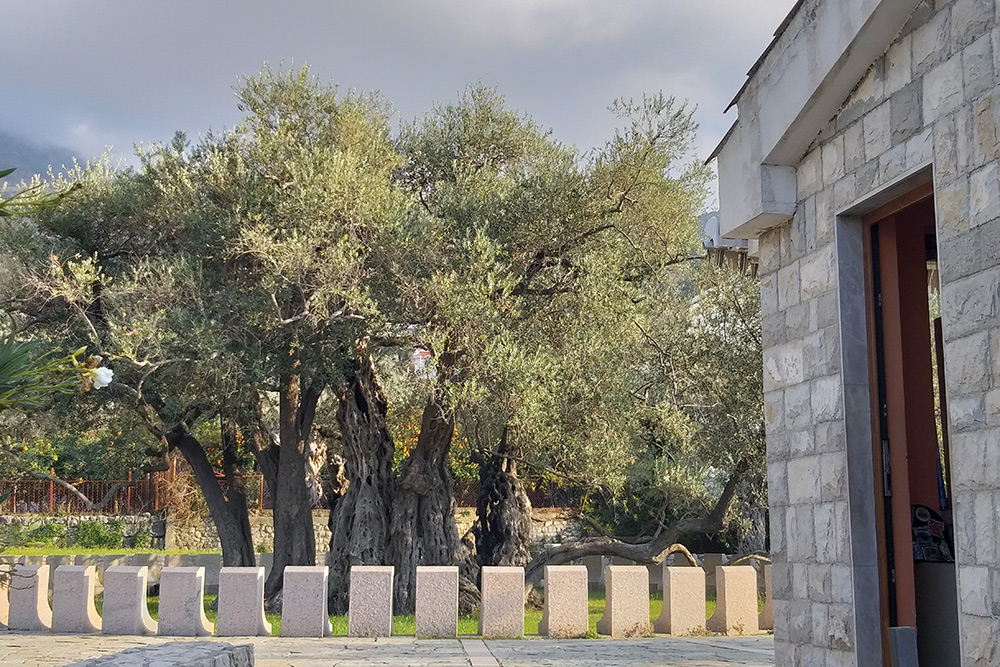 Этой оливе больше двух тысяч лет