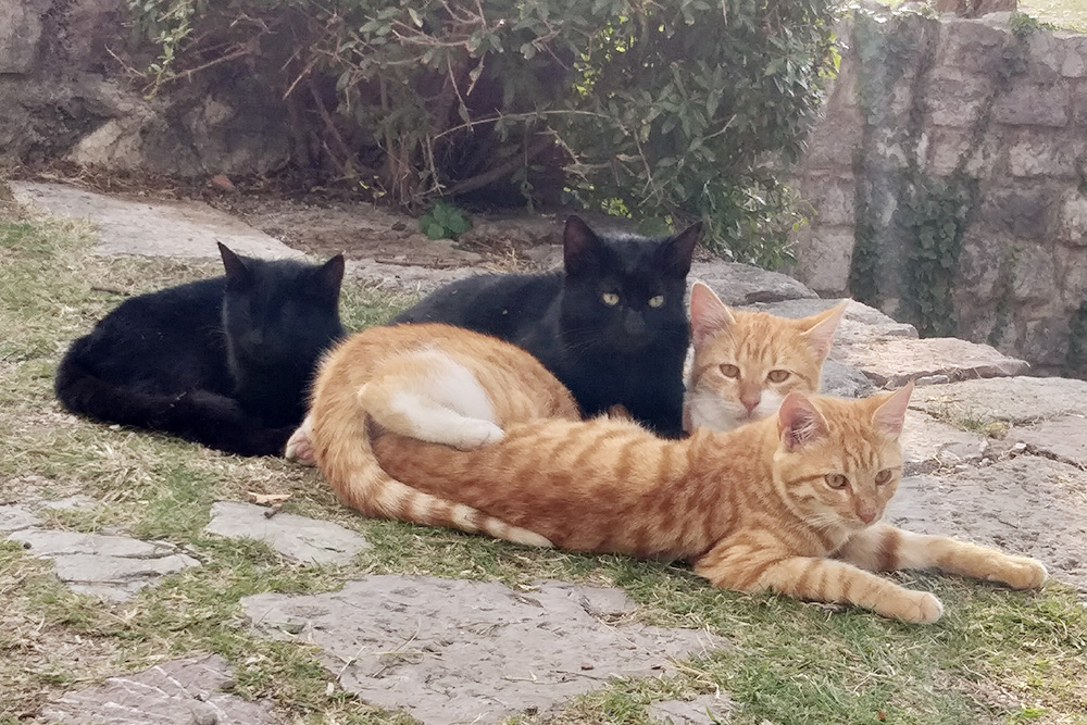 В Черногории кошки чувствуют себя вольготно: их можно встретить где угодно, даже в самых высоких горах
