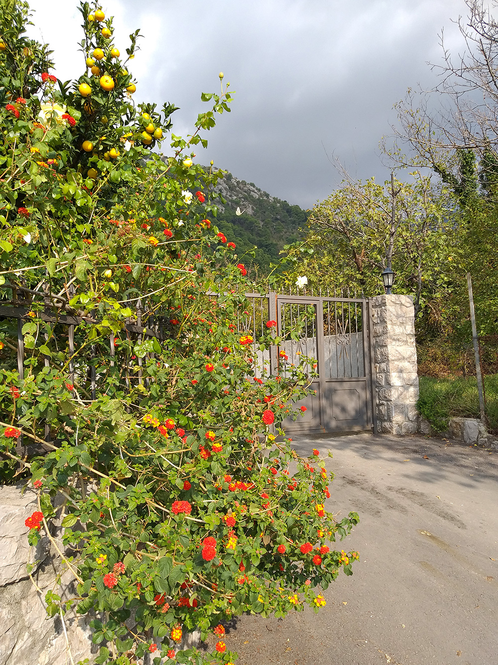 Начало ноября в Черногории: тепло, много зелени, созревают цитрусовые