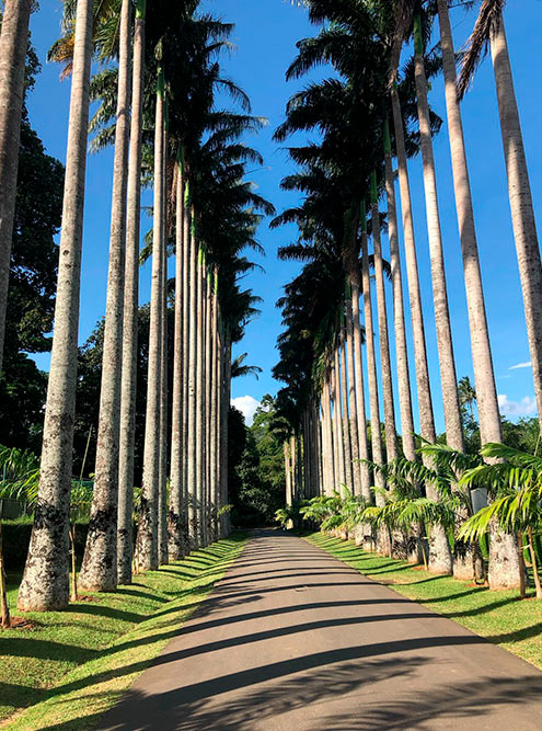 Пальмовая аллея в Королевском ботаническом саду