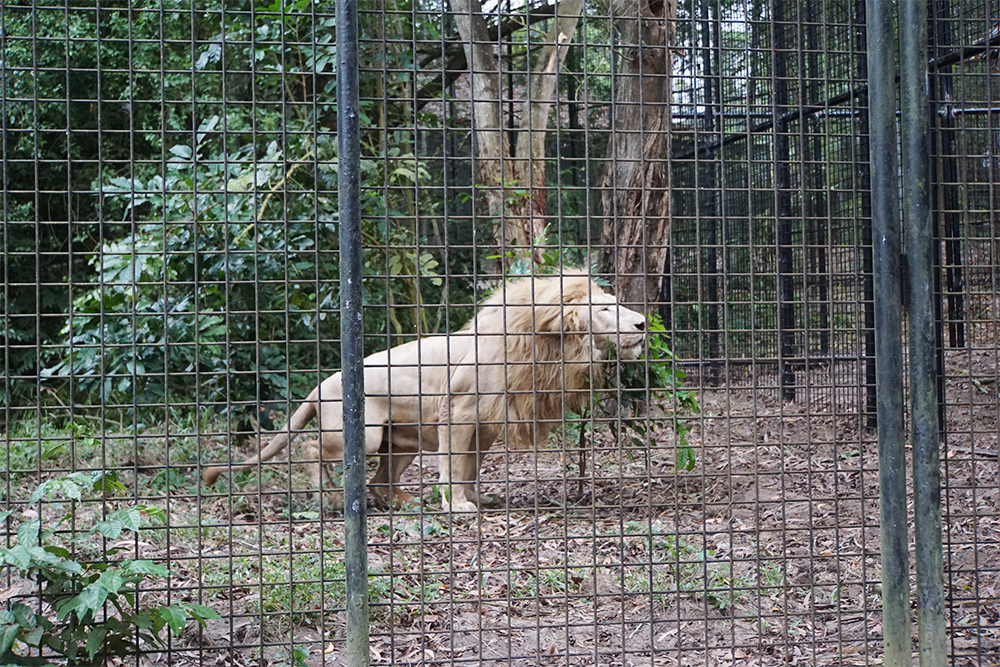 В приюте обитает несколько белых львов и золотых тигров. Они не альбиносы, у них просто такой окрас. В дикой природе браконьеры постоянно ведут на них охоту
