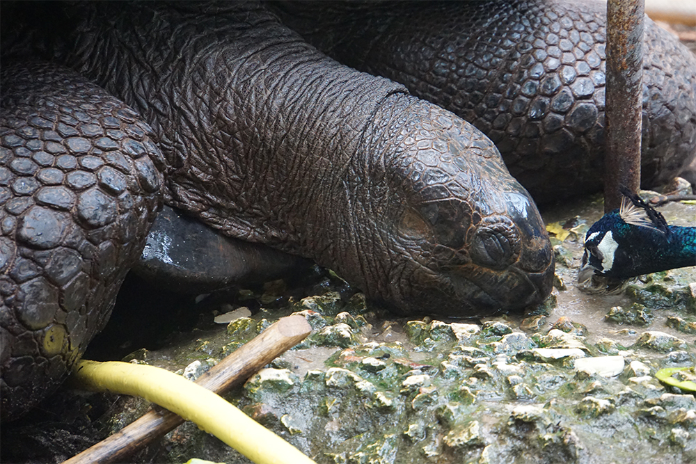 Самой старой черепахе больше 150 лет. Она просто спит у воды и выглядит уставшей от такой долгой жизни и туристов