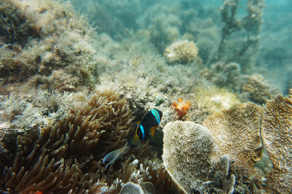 Сами кораллы не особо цветные, но иногда среди них проплывают рыбки