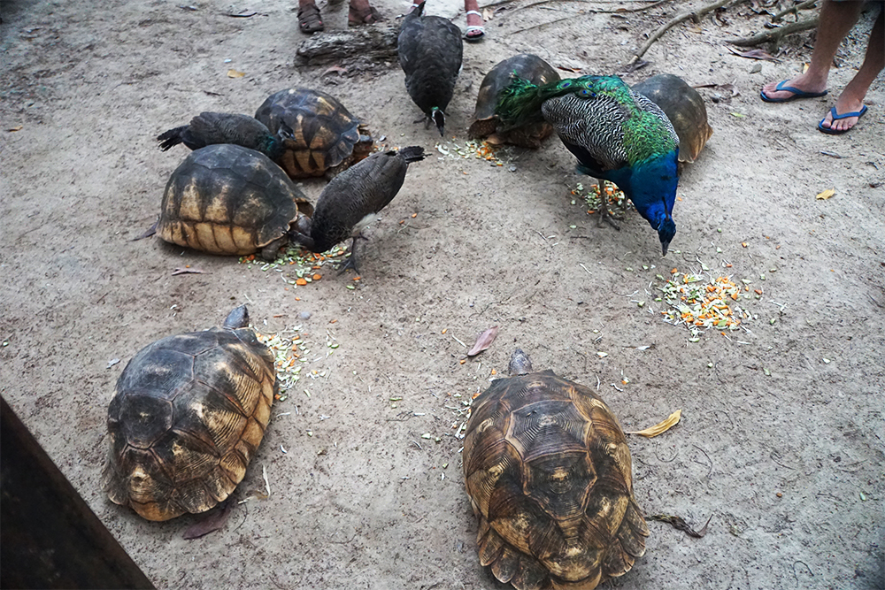 Эти черепахи — одни из самых редких в мире. Контрабандисты похитили их из парка на Мадагаскаре. Через 20 лет их обнаружили в Танзании, отобрали и передали в приют на опеку. Одна черепаха на черном рынке стоит более 100 000 $. У некоторых отрезаны лапы, не хватает когтей — это сделали коллекционеры для трофеев