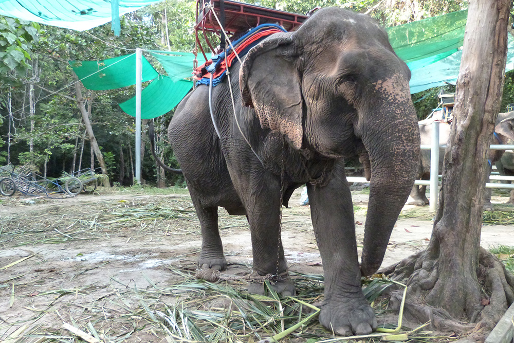Чанг переводится с тайского как «слон». Покататься на слонах или покормить их в Таиланде можно почти на каждом курорте. Мы ограничились кормежкой