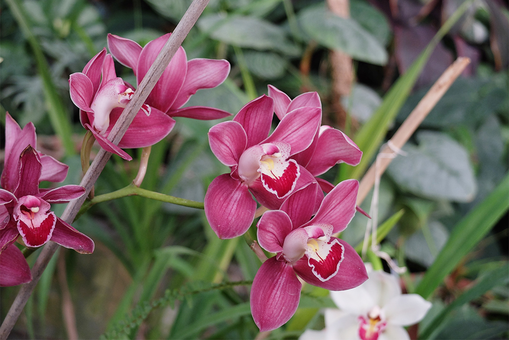 Орхидеи и другие растения в ботаническом саду разводят и продают в местном магазине