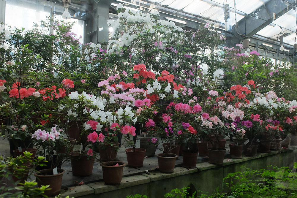 Сезон азалий — один из самых ярких моментов в году для ботанического сада. О нем всегда объявляют на сайте ранней весной