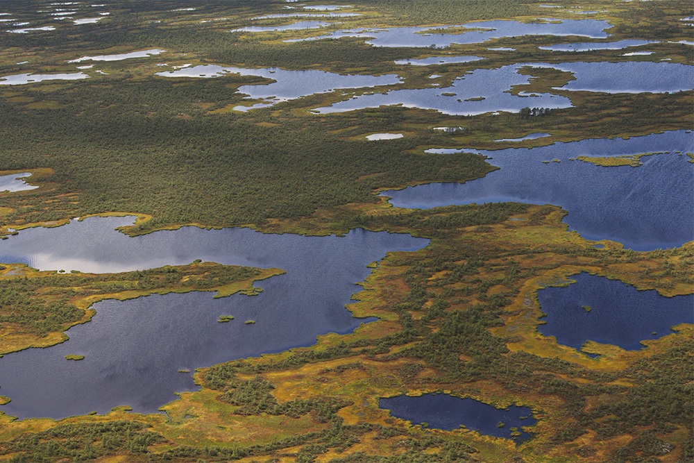 За эти виды и огромные запасы пресной воды Васюганские болота называют сибирской Амазонией. Фото: ressormat / Shutterstock