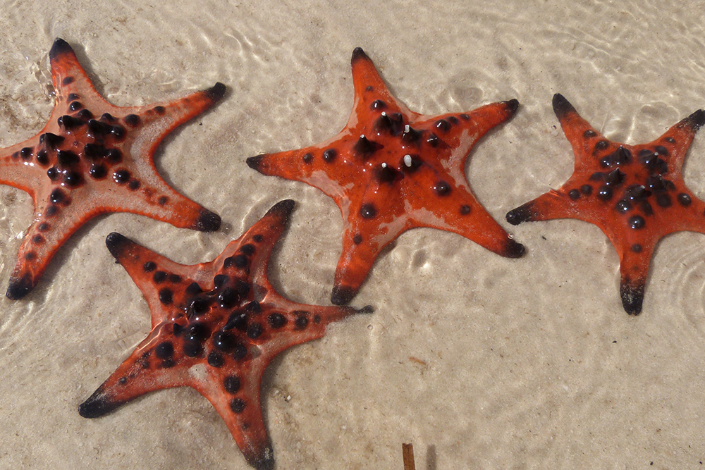 На Фукуоке находится пляж с настоящими морскими звездами, он так и называется — Starfish Beach