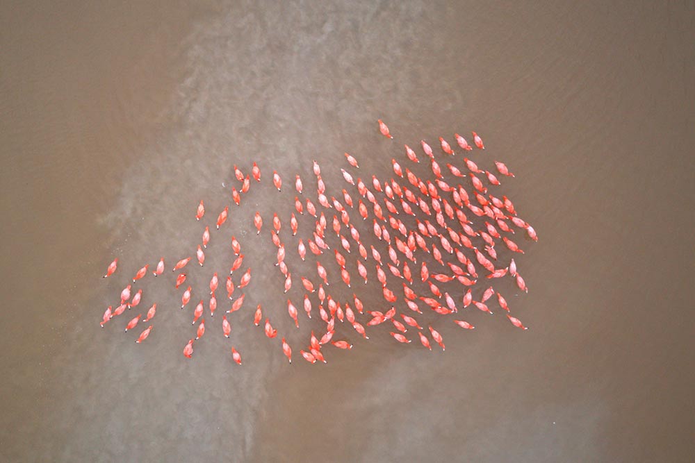 Стая розовых фламинго с квадрокоптера похожа на аквариумных рыбок