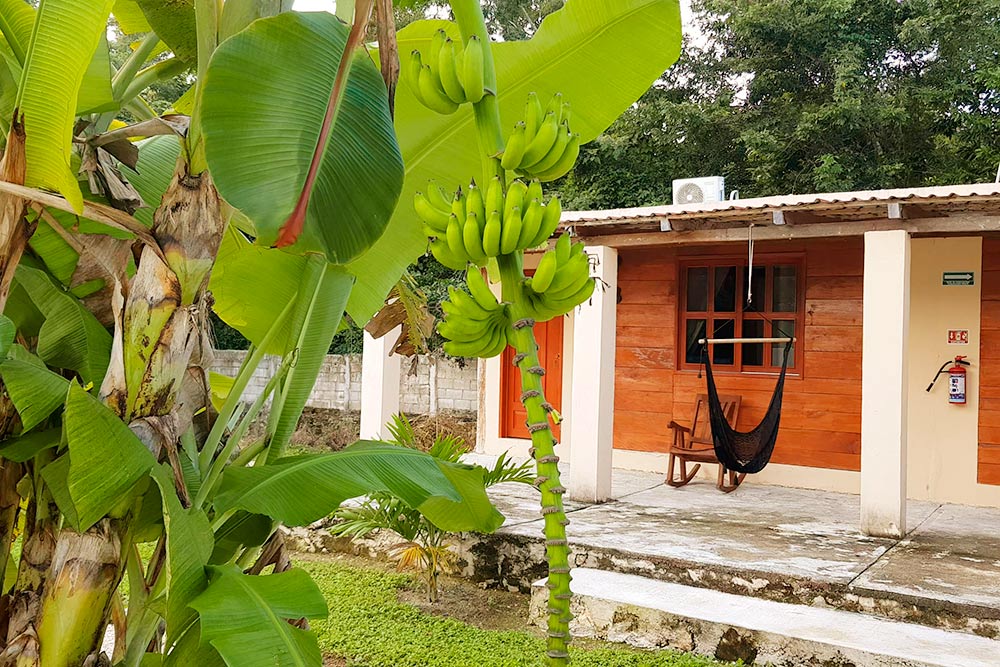 На зеленой территории отеля Posada Palmar в Бакаларе растут бананы, а у входа в домик есть гамак и кресло-качалка