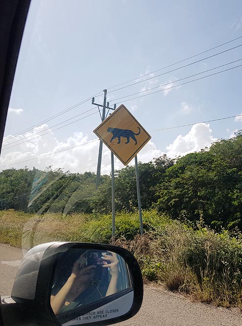 Обычный дорожный знак для Юкатана: дорогу могут переходить ягуары