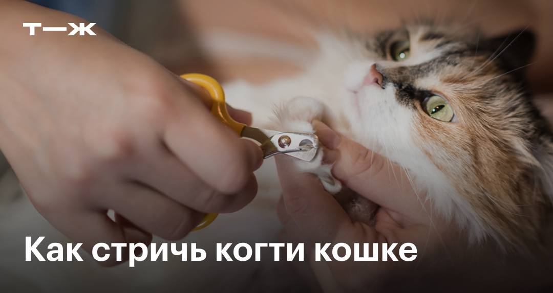 Как стричь когти коту правильно в домашних условиях