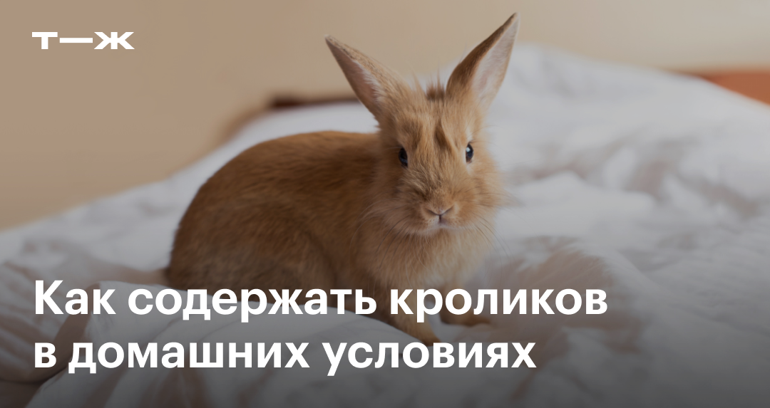 Режим и частота кормления кролика