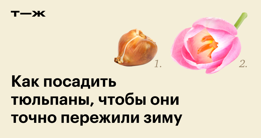 Когда и как правильно сажать тюльпаны осенью в открытый грунт