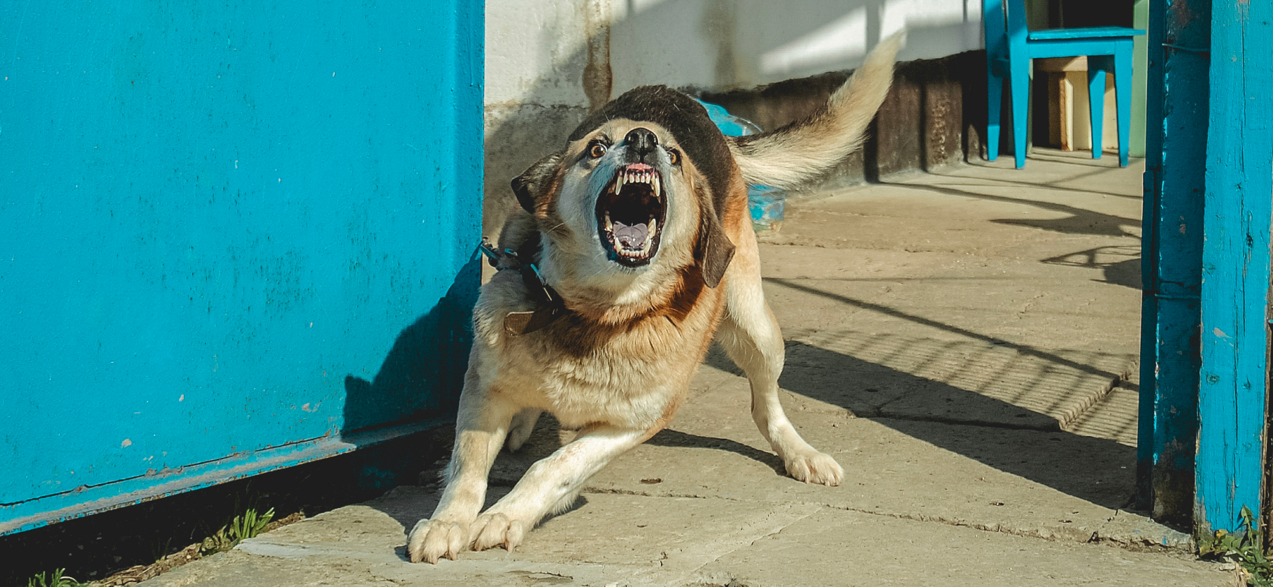 «Нападали как до­маш­ние, так и стаи»: 5 си­ту­аций, после которых можно начать бояться собак