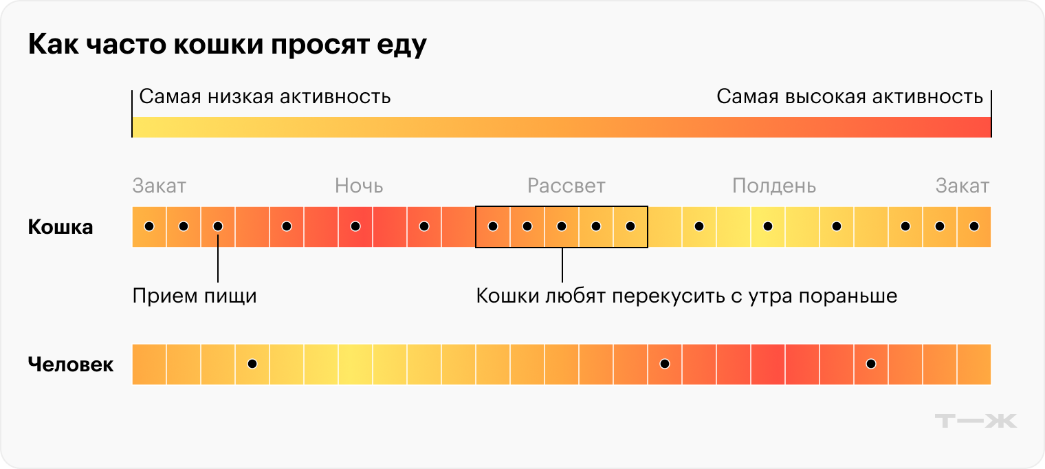 Кошки любят перекусить с утра пораньше — иногда именно поэтому они будят владельцев. Режим питания может помочь справиться с этой проблемой. Источник: vetfocus.royalcanin.com