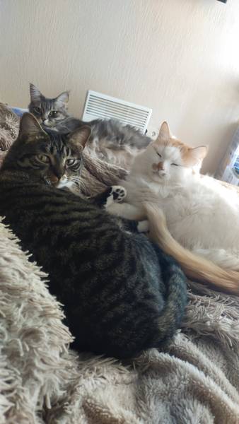 Аннушка без масла 