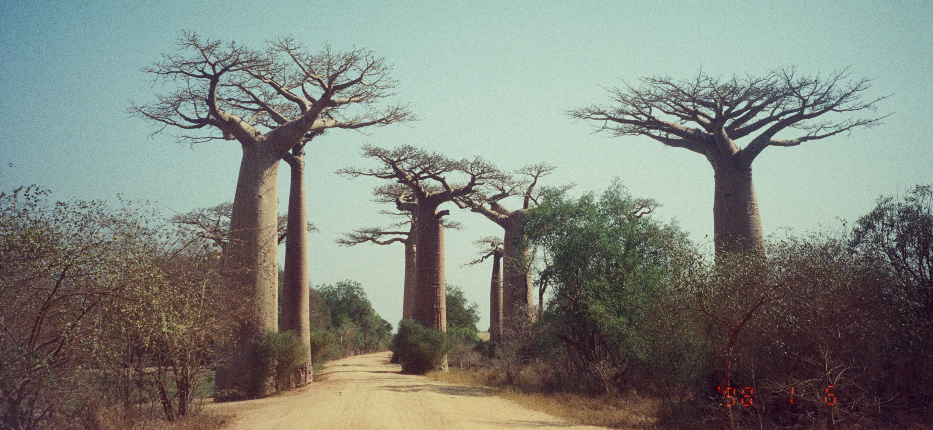Фото на пленку: две недели осеннего Мадагаскара