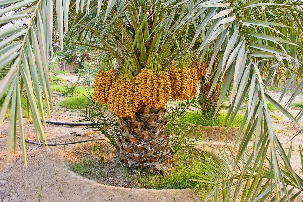 Финиковая пальма. Источник: DSLucas / Shutterstock