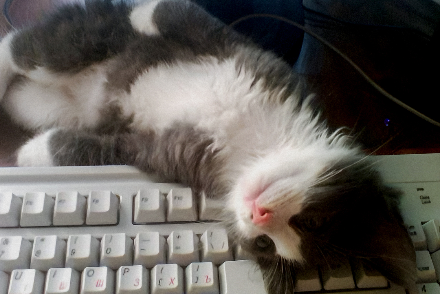 Барсик-котенок у меня на клавиатуре