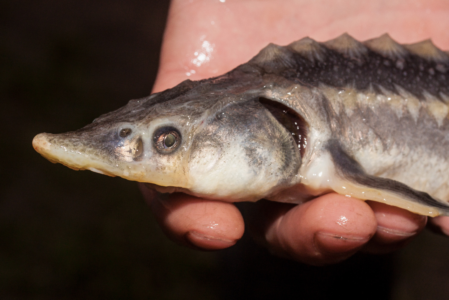 У осетровых рыб жабры не скрыты крышками и могут иметь более темный оттенок