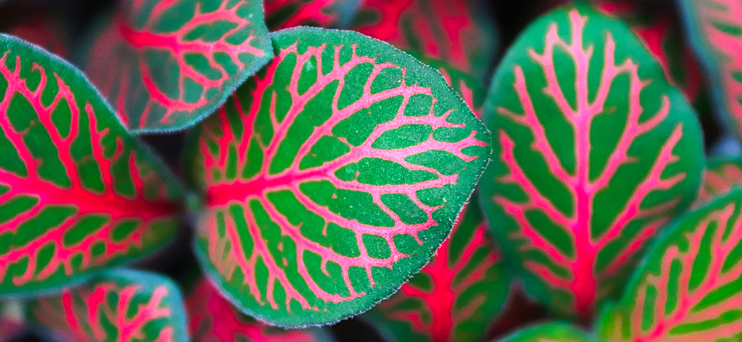 Как вырастить фит­­тонию — простое в уходе, но заметное растение