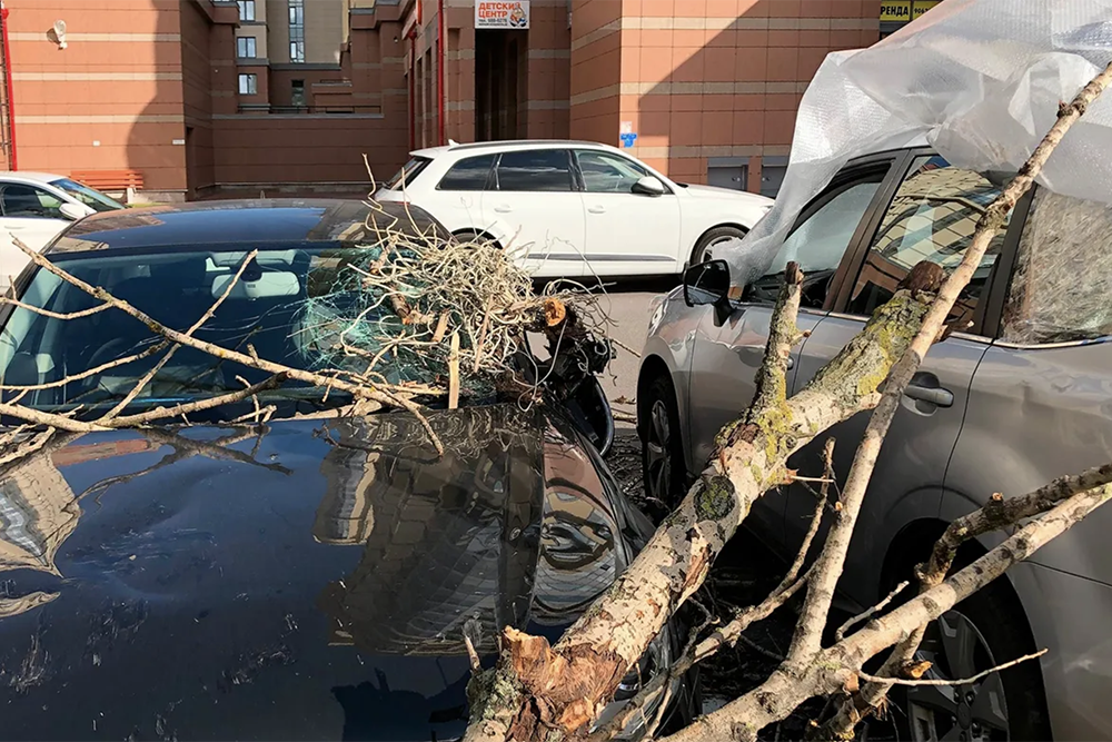 УК не спилила гнилое дерево, когда это было нужно, и оно повредило автомобиль на парковке во время урагана. Фото: Juliet_summertime / Shutterstock