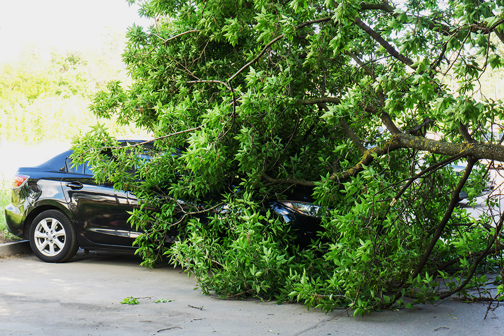 Дерево повредило машину на парковке — это не ДТП, так как автомобиль стоял на месте. Фото: Dmitry Markov152 / Shutterstock