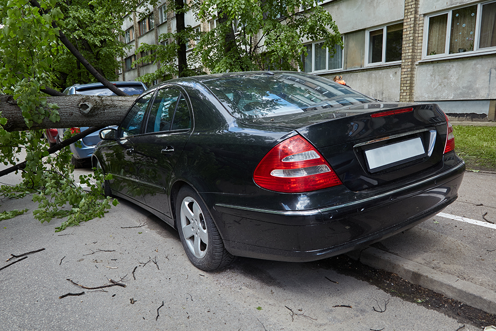 Дерево упало на машину возле дома — эту территорию может обслуживать УК. Фото: Juris Teivans / Shutterstock