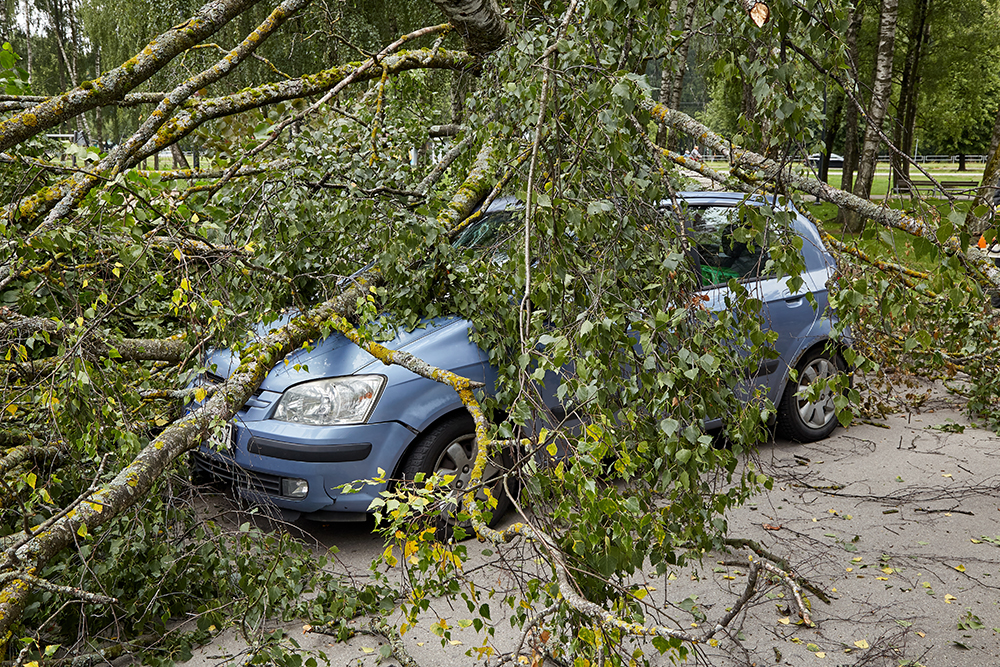 Из⁠-⁠за дерева не видно повреждений машины, но для суда такие фото важны. Заснять повреждения можно позже. Фотография — Juris Teivans / Shutterstock / FOTODOM