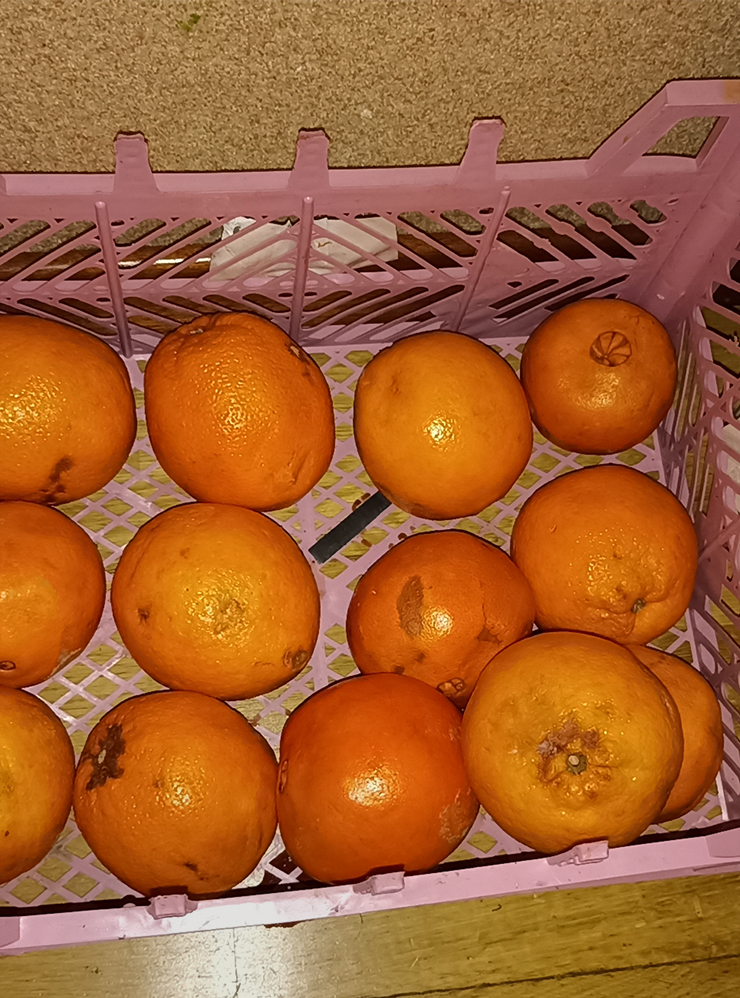 Апельсины на сок заканчиваются — пора ехать за ними в «Бухту»